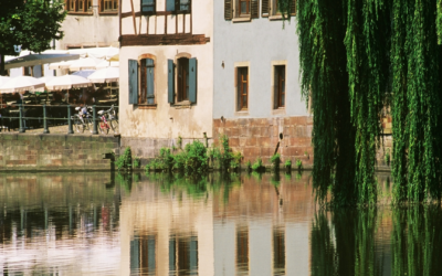 Strasbourg : Quand les cigognes deviennent influenceuses locales